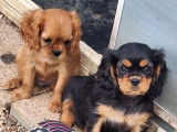 À réserver 2 chiots Cavaliers King Charles LOF tricolores