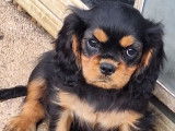 À réserver 2 chiots Cavaliers King Charles LOF tricolores