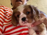 Disponibles à l’achat 3 chiots Cavaliers King Charles LOF