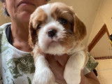 Disponibles &agrave; l&rsquo;achat 3 chiots Cavaliers King Charles LOF