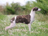 2 chiots Whippets mâles disponibles à la vente