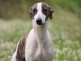 2 chiots Whippets mâles disponibles à la vente