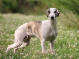 2 chiots Whippets mâles disponibles à la vente