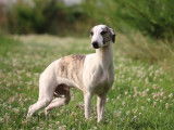 2 chiots Whippets mâles disponibles à la vente