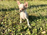 À vendre des chiots Chihuahuas à poil long