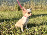 À vendre des chiots Chihuahuas à poil long