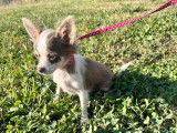 À vendre des chiots Chihuahuas à poil long