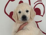 Des chiots Golden Retrievers LOF disponibles à l’achat