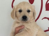 Des chiots Golden Retrievers LOF disponibles à l’achat