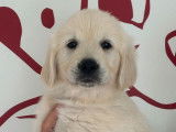 Des chiots Golden Retrievers LOF disponibles à l’achat