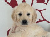 Des chiots Golden Retrievers LOF disponibles à l’achat