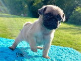 À réserver un chiot Carlin mâle LOF sable à masque noir