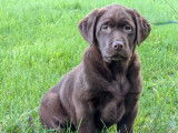Chiots Labrador LOF à vendre