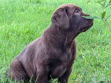 Chiots Labrador LOF à vendre
