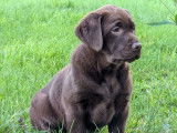Chiots Labrador LOF à vendre
