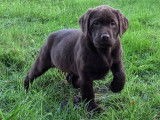 Chiots Labrador LOF à vendre