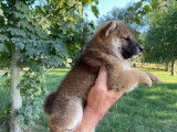 Un chiot femelle Shiba Inu LOF disponible à la vente