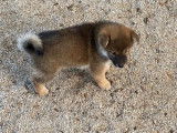 Un chiot femelle Shiba Inu LOF disponible à la vente