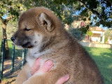 Un chiot femelle Shiba Inu LOF disponible à la vente