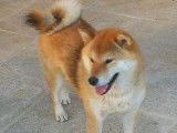 Un chiot femelle Shiba Inu LOF disponible à la vente