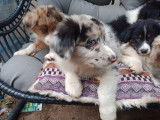 Adorable Berger-Australien -border collie chiots
