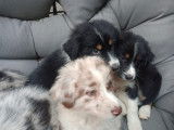 Adorable Berger-Australien -border collie chiots