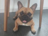 Texas, mâle Bouledogue Français disponible pour saillie