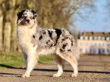 Chienne Berger Australien bleu merle de 6 ans disponible à la vente