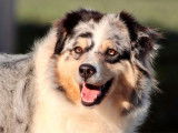 Chienne Berger Australien bleu merle de 6 ans disponible à la vente