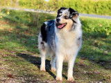 Chienne Berger Australien bleu merle de 6 ans disponible à la vente