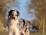 Chienne Berger Australien bleu merle de 6 ans disponible à la vente