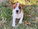 2 chiots Staffordshire Bull Terrier mâles LOF fauve et blanc disponibles à l’achat