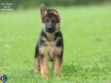 Chiot femelle Berger Allemand LOF disponible à la vente