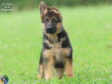 Chiot femelle Berger Allemand LOF disponible à la vente
