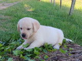 Des chiots Labrador Retrievers LOF disponibles à la vente