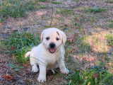 Des chiots Labrador Retrievers LOF disponibles à la vente