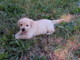 Des chiots Labrador Retrievers LOF disponibles à la vente