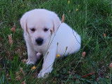 Des chiots Labrador Retrievers LOF disponibles à la vente