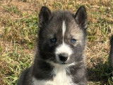 À réserver des chiots Huskies Sibériens LOF