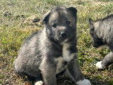 À réserver des chiots Huskies Sibériens LOF