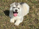 À réserver des chiots Huskies Sibériens LOF
