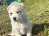 À réserver des chiots Huskies Sibériens LOF