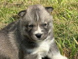 À réserver des chiots Huskies Sibériens LOF