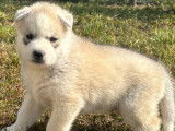 À réserver des chiots Huskies Sibériens LOF