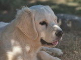 Un chiot Golden Retriever mâle LOF disponible à la vente