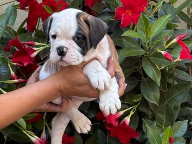 Des chiots Bulldogs Continentaux à réserver (LOF)