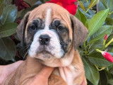 Des chiots Bulldogs Continentaux à réserver (LOF)