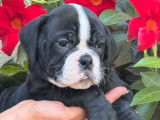 Des chiots Bulldogs Continentaux à réserver (LOF)