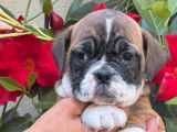 Des chiots Bulldogs Continentaux à réserver (LOF)