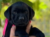 Des chiots Labrador Retrievers LOF disponibles à la vente